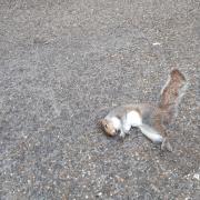 A dead squirrel found in Brighton Pavilion Gardens