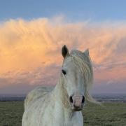 Horses and pastel evening skies feature in atmospheric images
