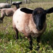 A sheep was killed after a 'vicious attack' in Horsham