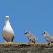 A seagulls and her chicks above a Sussex home
