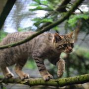 A rare Scottish wildcat kitten