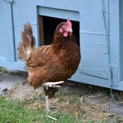 Nik Tobutt of Kirdford runs a hotel for chickens on his small holdingContact 01403 820796Reporter Flora ThompsonTA15915E4PICTURE TERRY APPLIN