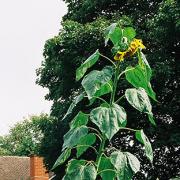 The giant sunflower has grown 18ft through the air vent