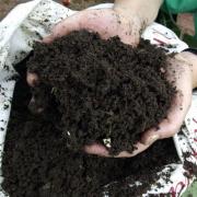 DISGUSTING? Compost may be icky, but to gardeners, it's the most important element of the growing experience