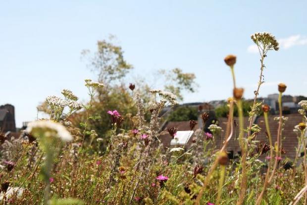 A rooftop wildflower meadow