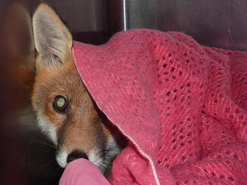 AT RISK: A fox helped by the Wildlife Rescue Ambulance Service