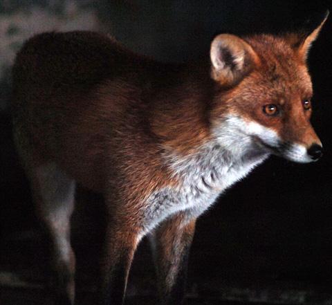 Foxy thief snatches bag - then returns it to owner