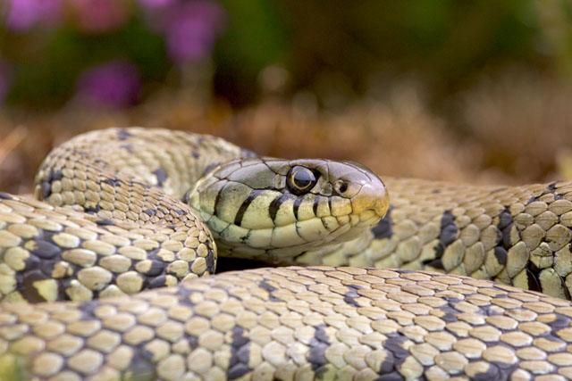 Warm spell brings out slithery snakes by score