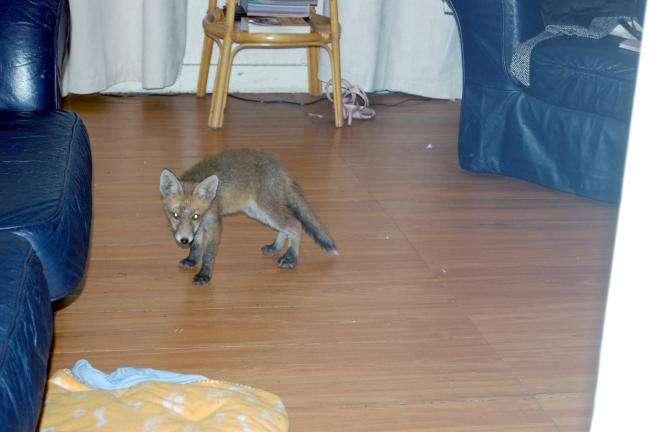 Foxy intruder to Brighton home stole dog’s toys and stuns owner