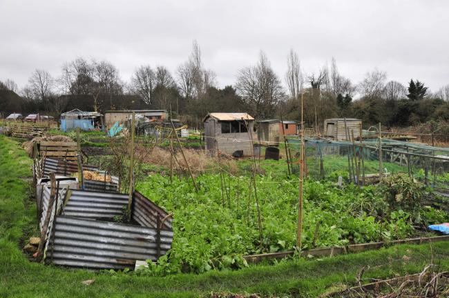 Brighton and Hove council officials threaten allotment holders with electric lime green paint