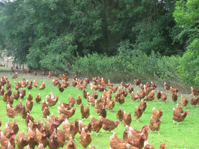 Rehome 9,000 chickens from Sussex farm sending them to slaughterhouse
