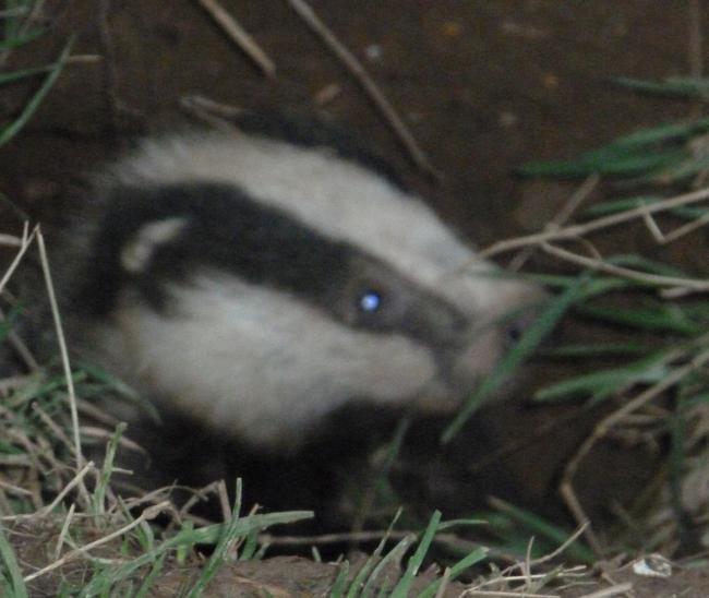 Sussex badger lovers: 