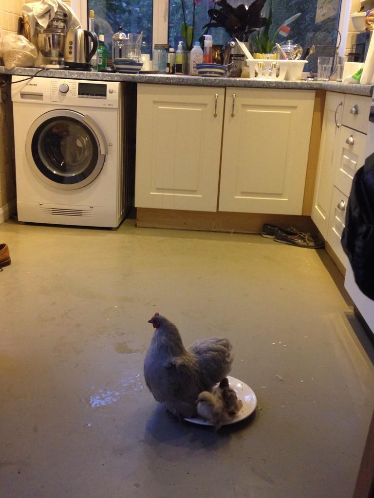 Damian Barr of Brighton says he had to bring our chicks indoors as coop flooded.