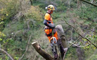 Hundreds of trees need to be felled to prevent the spread of ash dieback