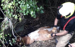 Firefighters and animal rescue crews rescued a stranded pregnant cow that was trapped in a ditch