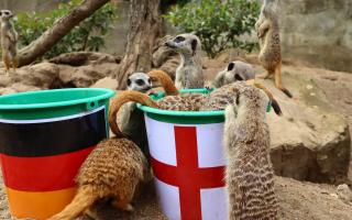 Meerkats at Drusillas Park have predicted England will win their first European Championship in their final against Germany tonight