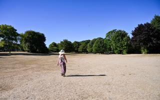 Fields and parks across the county, including Queen's Park in Brighton, have been left parched due to the lack of rainfall over the last few months
