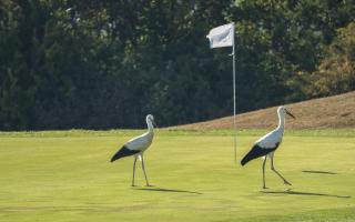 Storks were spotted on the golf course at Hollingbury. Image Credit: Rose Jones