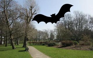 Bat-friendly lighting installed in time for Halloween