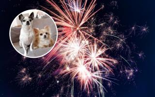 Charity issues advice to help dogs cope with New Year’s Eve Fireworks