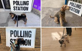 Dogs at polling stations in Brighton and Sussex