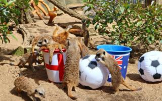 The 'mystic' meerkats are backing the Lionesses to win the World Cup semi-final