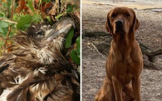 The white-tailed eagle and Labrador Duke which died