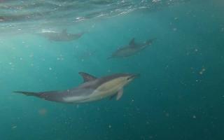 A rare superpod of dolphins was spotted in Sussex