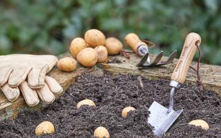 A garden centre is encouraging people to grow their own potatoes with gardening workshops