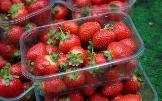A farm where you can pick your own strawberries is opening next month for the season