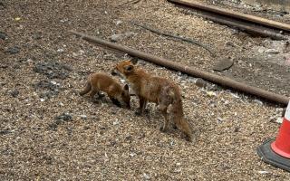 Fox cubs at Brighton station