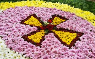 The amazing carpet of flowers