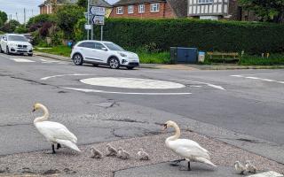 A swan family held up traffic yesterday