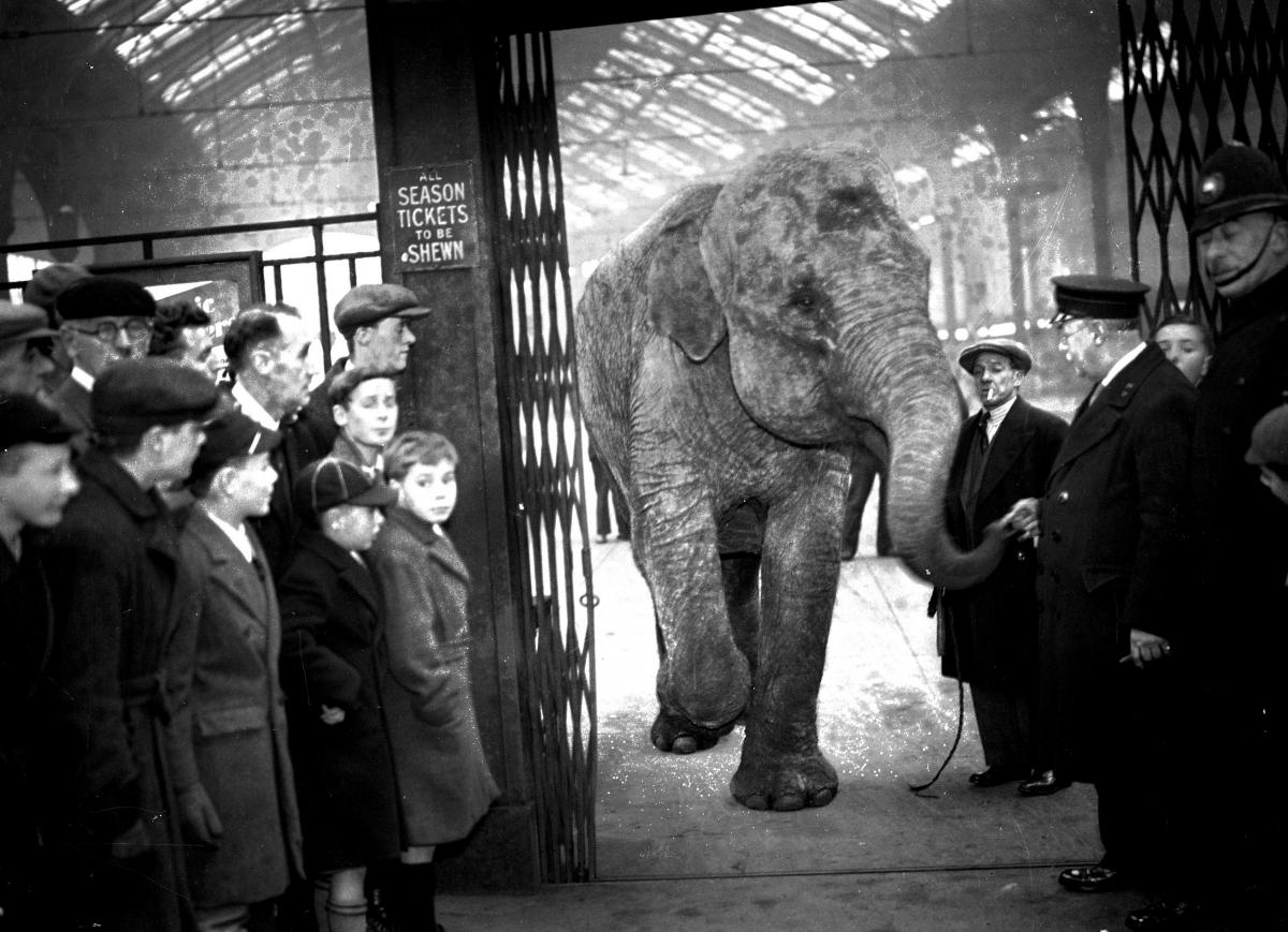 Nellie the elephant leaves Brighton Station to go to the Hippodrome circa 1935. (LB-2318)