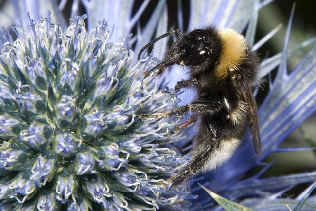 Ban on pesticide which affects bees