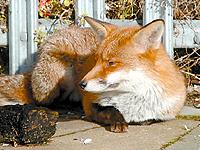 A fox takes the winter sun under the West Pier in Brighton