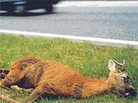 A dead deer in Ashdown Forest, where deer-proof fences have been proposed