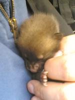 A three-day old fox cub has been reunited with its mother by wildlife volunteers