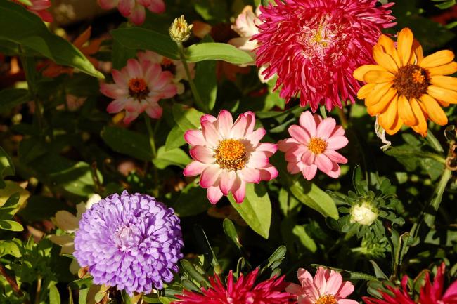 Assorted flowers in a summer garden including chrysanthemums, daisies and dahlias