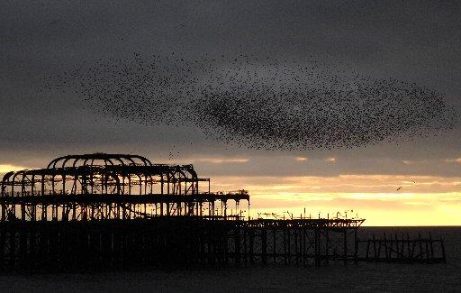 Since the fire, the pier has become famous as a roosting place for flocks of starlings