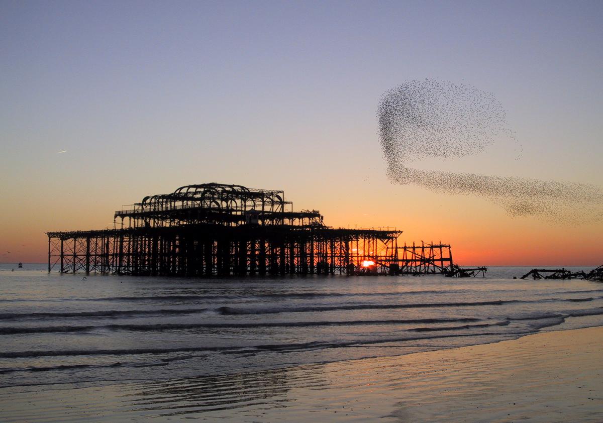 This picture owas taken by f starlings over the pier was taken by Will Flewett