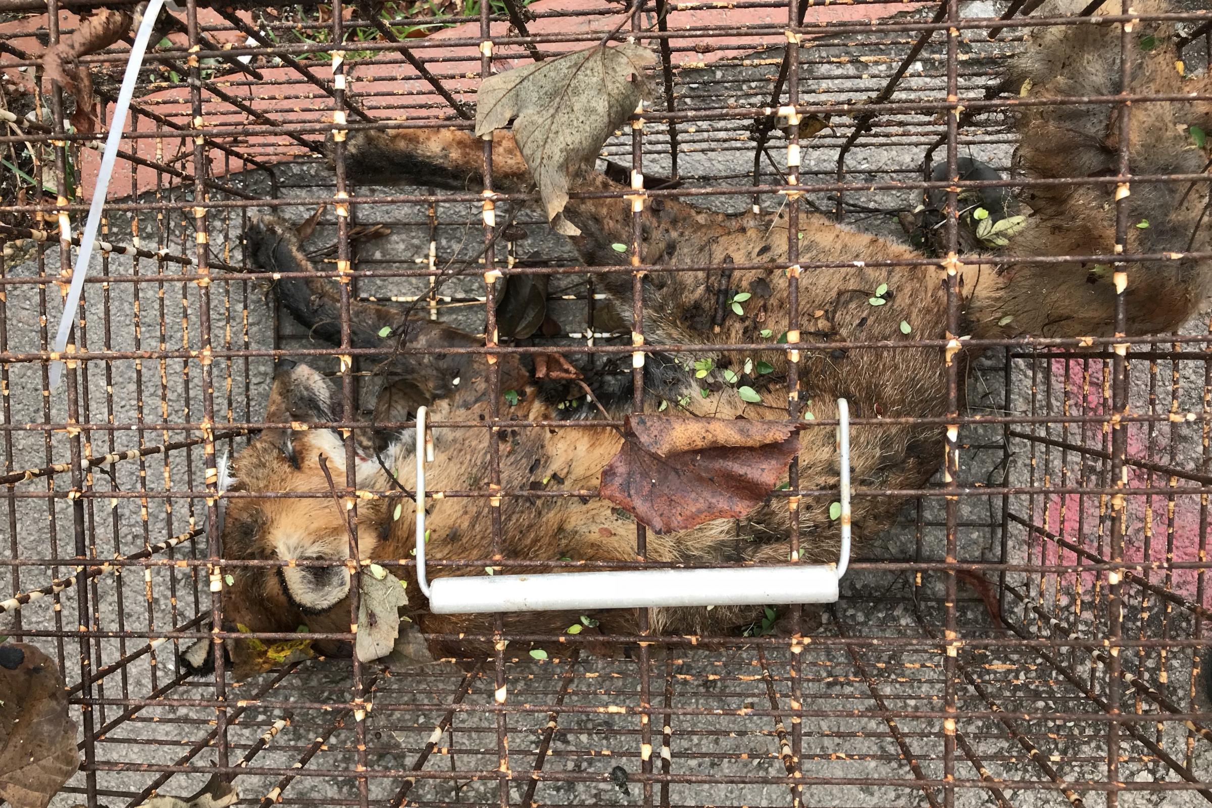 Mystery solved  - This is why a dead fox was found in a cage in Stanmer Park