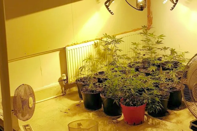 Police find 40 cannabis plants in Worthing homes