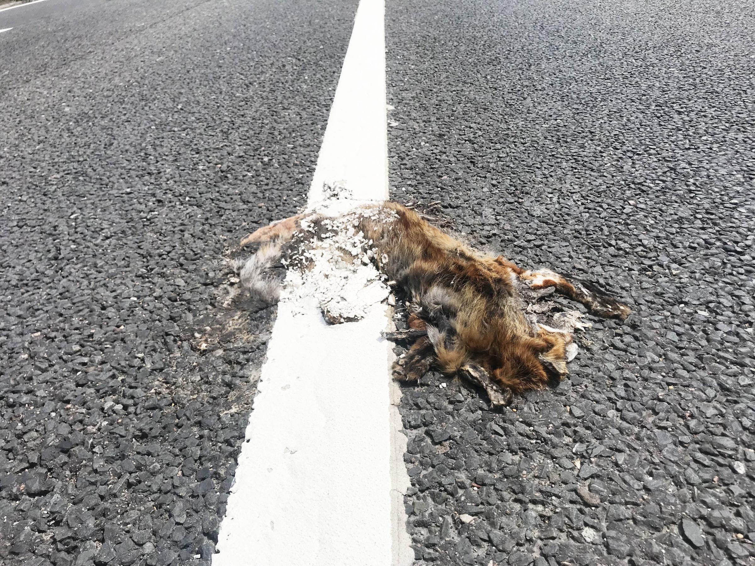 Council says sorry for painting white line over dead fox on A259
